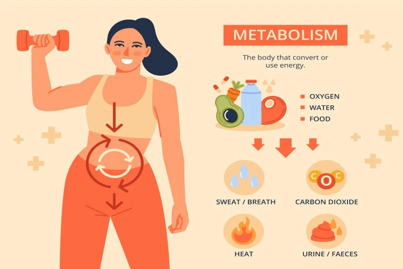 Understanding metabolism and its relationship to body temperature and weight loss