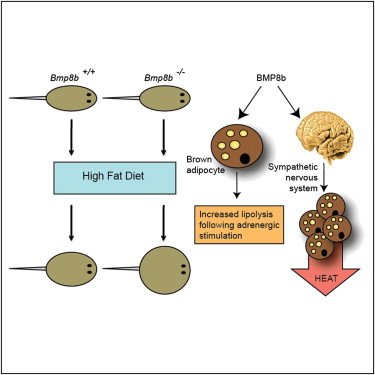 Scientific diagram showing brown adipose tissue thermogenesis and heat production
