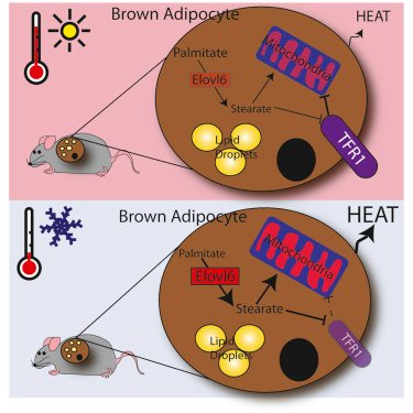 Brown adipose tissue thermogenic capacity regulation research