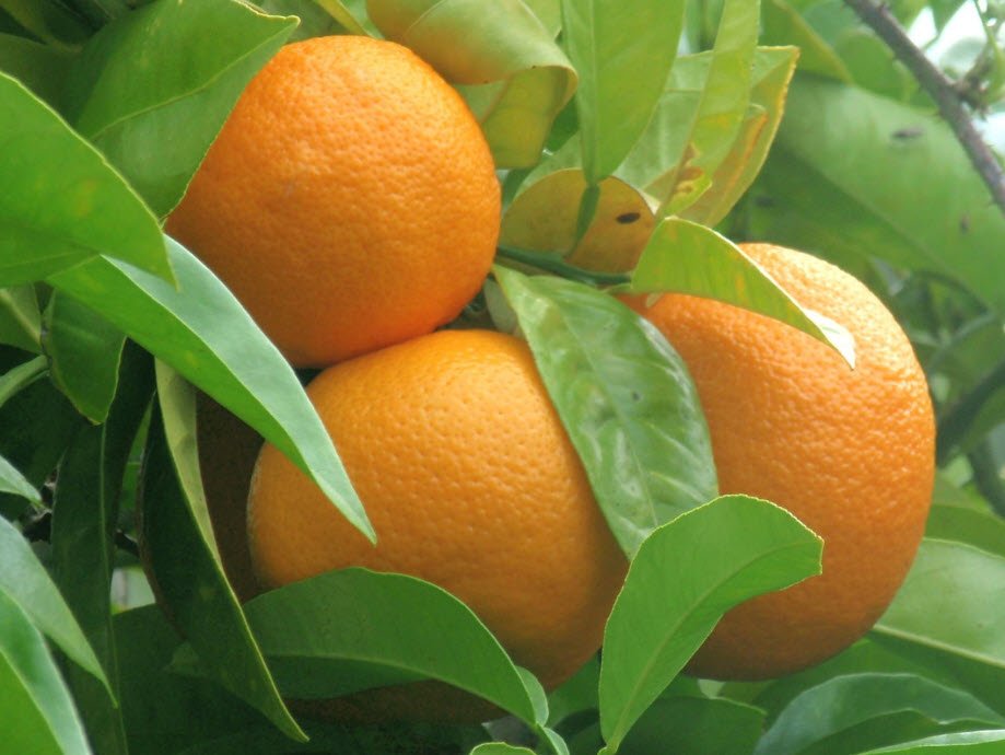 Citrus Aurantium, or Bitter Orange, a natural thermogenic ingredient