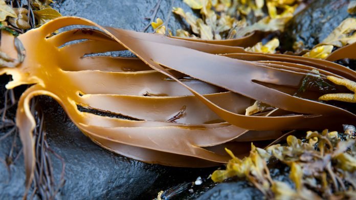 Fucoxanthin compound from brown seaweed, a key ingredient in LavaSlim