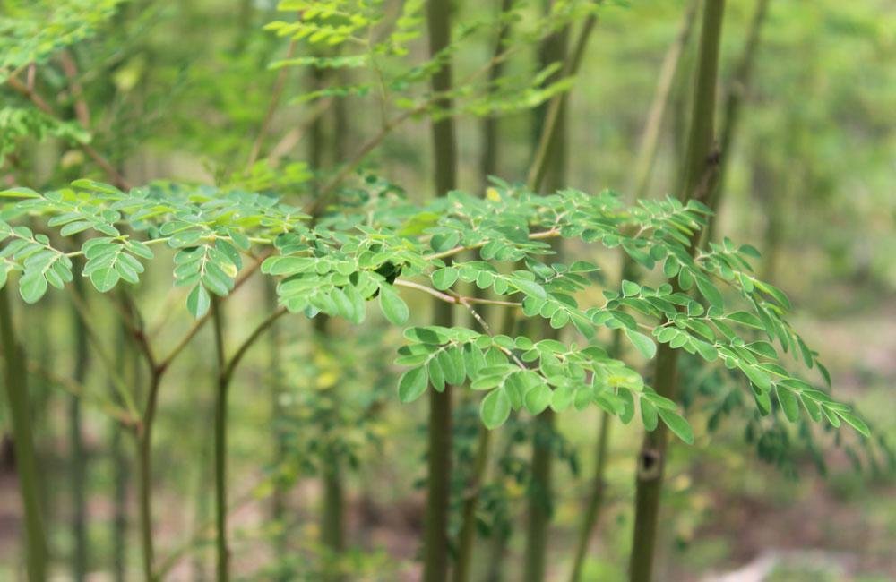 Moringa Oleifera tree, known as the 'miracle tree' for its nutrient density