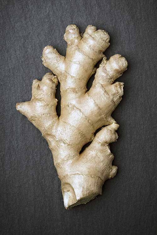 Whole ginger root, a key ingredient for digestion and vitality