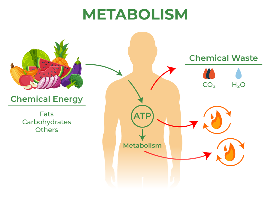 Diagram explaining the process of metabolism