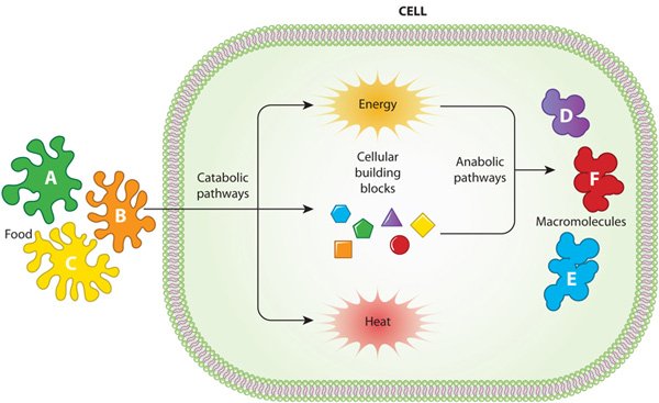 Cellular metabolism diagram