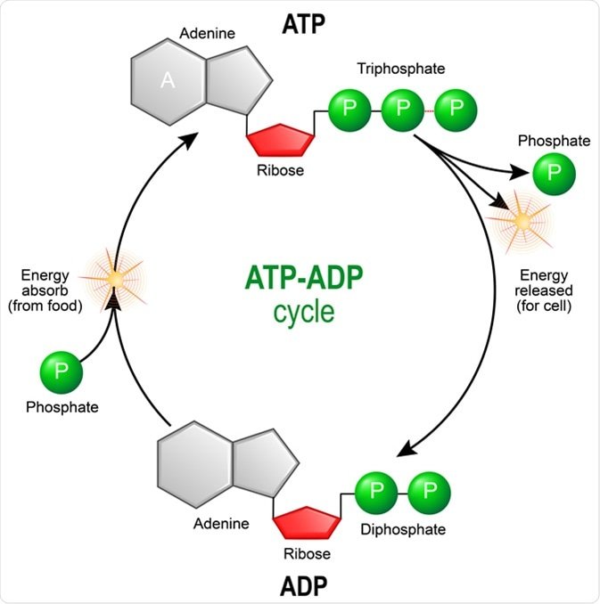 Scientific illustration of metabolism
